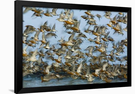 Dunlin (Calidris Alpina) and Knot (Calidris Canutus) Flock Taking Off, Grossmorsum, Sylt, Germany-Novák-Framed Premium Photographic Print