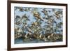 Dunlin (Calidris Alpina) and Knot (Calidris Canutus) Flock Taking Off, Grossmorsum, Sylt, Germany-Novák-Framed Photographic Print