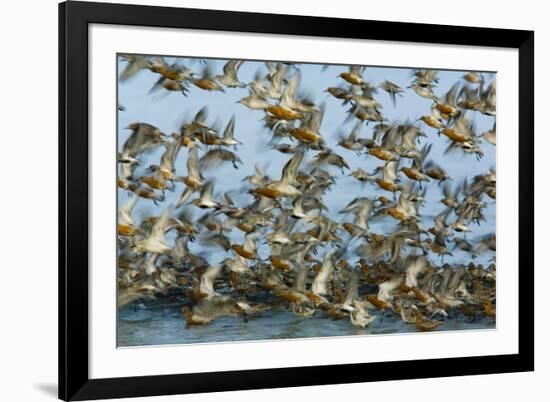 Dunlin (Calidris Alpina) and Knot (Calidris Canutus) Flock Taking Off, Grossmorsum, Sylt, Germany-Novák-Framed Photographic Print