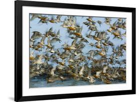 Dunlin (Calidris Alpina) and Knot (Calidris Canutus) Flock Taking Off, Grossmorsum, Sylt, Germany-Novák-Framed Photographic Print