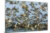 Dunlin (Calidris Alpina) and Knot (Calidris Canutus) Flock Taking Off, Grossmorsum, Sylt, Germany-Novák-Mounted Photographic Print