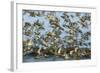 Dunlin (Calidris Alpina) and Knot (Calidris Canutus) Flock Taking Off, Grossmorsum, Sylt, Germany-Novák-Framed Photographic Print