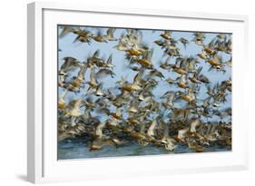 Dunlin (Calidris Alpina) and Knot (Calidris Canutus) Flock Taking Off, Grossmorsum, Sylt, Germany-Novák-Framed Photographic Print