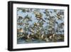 Dunlin (Calidris Alpina) and Knot (Calidris Canutus) Flock Taking Off, Grossmorsum, Sylt, Germany-Novák-Framed Photographic Print