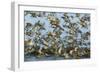 Dunlin (Calidris Alpina) and Knot (Calidris Canutus) Flock Taking Off, Grossmorsum, Sylt, Germany-Novák-Framed Photographic Print