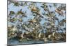 Dunlin (Calidris Alpina) and Knot (Calidris Canutus) Flock Taking Off, Grossmorsum, Sylt, Germany-Novák-Mounted Photographic Print