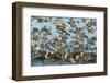 Dunlin (Calidris Alpina) and Knot (Calidris Canutus) Flock Taking Off, Grossmorsum, Sylt, Germany-Novák-Framed Photographic Print