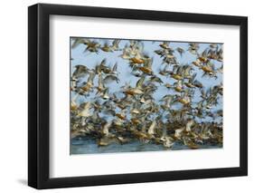 Dunlin (Calidris Alpina) and Knot (Calidris Canutus) Flock Taking Off, Grossmorsum, Sylt, Germany-Novák-Framed Photographic Print