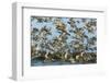 Dunlin (Calidris Alpina) and Knot (Calidris Canutus) Flock Taking Off, Grossmorsum, Sylt, Germany-Novák-Framed Photographic Print