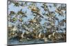 Dunlin (Calidris Alpina) and Knot (Calidris Canutus) Flock Taking Off, Grossmorsum, Sylt, Germany-Novák-Mounted Photographic Print