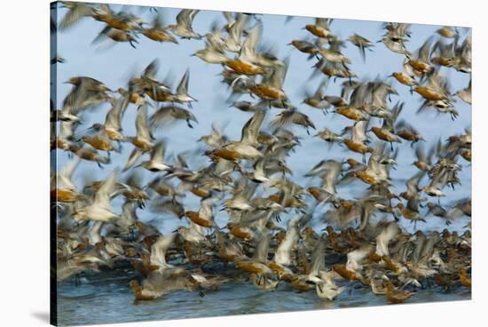 Dunlin (Calidris Alpina) and Knot (Calidris Canutus) Flock Taking Off, Grossmorsum, Sylt, Germany-Novák-Stretched Canvas