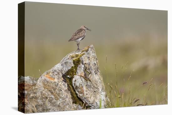 Dunlin (Calidris Alpina) in Breeding Plumage, Outer Hebrides, Scotland, UK, July-Peter Cairns-Stretched Canvas