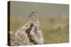 Dunlin (Calidris Alpina) in Breeding Plumage, Outer Hebrides, Scotland, UK, July-Peter Cairns-Stretched Canvas