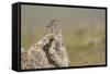 Dunlin (Calidris Alpina) in Breeding Plumage, Outer Hebrides, Scotland, UK, July-Peter Cairns-Framed Stretched Canvas