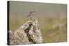 Dunlin (Calidris Alpina) in Breeding Plumage, Outer Hebrides, Scotland, UK, July-Peter Cairns-Stretched Canvas