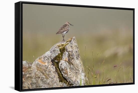 Dunlin (Calidris Alpina) in Breeding Plumage, Outer Hebrides, Scotland, UK, July-Peter Cairns-Framed Stretched Canvas