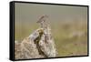 Dunlin (Calidris Alpina) in Breeding Plumage, Outer Hebrides, Scotland, UK, July-Peter Cairns-Framed Stretched Canvas