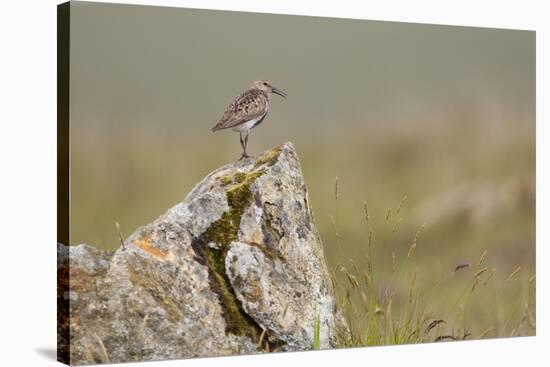 Dunlin (Calidris Alpina) in Breeding Plumage, Outer Hebrides, Scotland, UK, July-Peter Cairns-Stretched Canvas