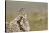 Dunlin (Calidris Alpina) in Breeding Plumage, Outer Hebrides, Scotland, UK, July-Peter Cairns-Stretched Canvas