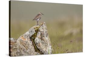 Dunlin (Calidris Alpina) in Breeding Plumage, Outer Hebrides, Scotland, UK, July-Peter Cairns-Stretched Canvas