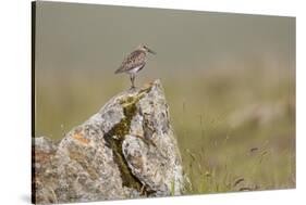 Dunlin (Calidris Alpina) in Breeding Plumage, Outer Hebrides, Scotland, UK, July-Peter Cairns-Stretched Canvas