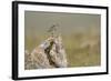 Dunlin (Calidris Alpina) in Breeding Plumage, Outer Hebrides, Scotland, UK, July-Peter Cairns-Framed Photographic Print