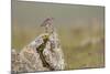 Dunlin (Calidris Alpina) in Breeding Plumage, Outer Hebrides, Scotland, UK, July-Peter Cairns-Mounted Photographic Print