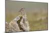 Dunlin (Calidris Alpina) in Breeding Plumage, Outer Hebrides, Scotland, UK, July-Peter Cairns-Mounted Photographic Print