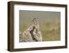 Dunlin (Calidris Alpina) in Breeding Plumage, Outer Hebrides, Scotland, UK, July-Peter Cairns-Framed Photographic Print