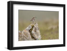 Dunlin (Calidris Alpina) in Breeding Plumage, Outer Hebrides, Scotland, UK, July-Peter Cairns-Framed Photographic Print