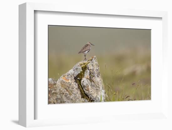 Dunlin (Calidris Alpina) in Breeding Plumage, Outer Hebrides, Scotland, UK, July-Peter Cairns-Framed Photographic Print