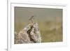 Dunlin (Calidris Alpina) in Breeding Plumage, Outer Hebrides, Scotland, UK, July-Peter Cairns-Framed Photographic Print