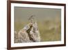 Dunlin (Calidris Alpina) in Breeding Plumage, Outer Hebrides, Scotland, UK, July-Peter Cairns-Framed Photographic Print