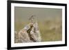 Dunlin (Calidris Alpina) in Breeding Plumage, Outer Hebrides, Scotland, UK, July-Peter Cairns-Framed Photographic Print