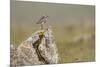 Dunlin (Calidris Alpina) in Breeding Plumage, Outer Hebrides, Scotland, UK, July-Peter Cairns-Mounted Photographic Print