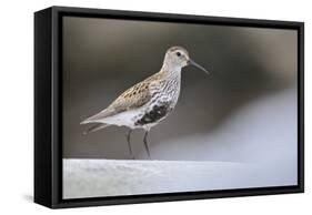Dunlin (Calidris Alpina) Perching on a Rock, Outer Hebrides, Scotland, UK, June-Fergus Gill-Framed Stretched Canvas