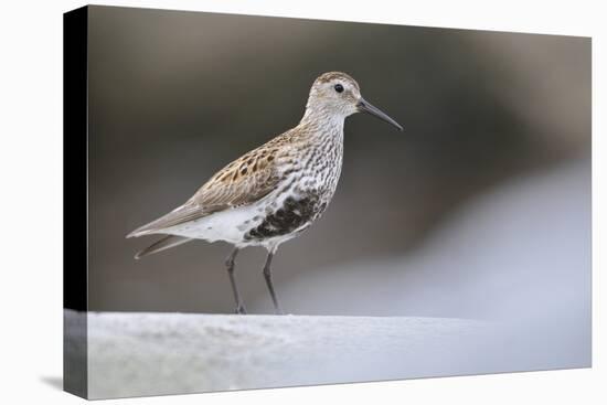 Dunlin (Calidris Alpina) Perching on a Rock, Outer Hebrides, Scotland, UK, June-Fergus Gill-Stretched Canvas