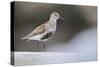 Dunlin (Calidris Alpina) Perching on a Rock, Outer Hebrides, Scotland, UK, June-Fergus Gill-Stretched Canvas