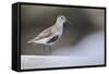Dunlin (Calidris Alpina) Perching on a Rock, Outer Hebrides, Scotland, UK, June-Fergus Gill-Framed Stretched Canvas