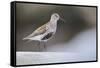 Dunlin (Calidris Alpina) Perching on a Rock, Outer Hebrides, Scotland, UK, June-Fergus Gill-Framed Stretched Canvas