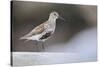 Dunlin (Calidris Alpina) Perching on a Rock, Outer Hebrides, Scotland, UK, June-Fergus Gill-Stretched Canvas