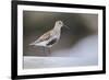 Dunlin (Calidris Alpina) Perching on a Rock, Outer Hebrides, Scotland, UK, June-Fergus Gill-Framed Photographic Print