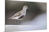 Dunlin (Calidris Alpina) Perching on a Rock, Outer Hebrides, Scotland, UK, June-Fergus Gill-Mounted Photographic Print