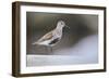 Dunlin (Calidris Alpina) Perching on a Rock, Outer Hebrides, Scotland, UK, June-Fergus Gill-Framed Photographic Print