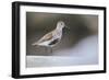 Dunlin (Calidris Alpina) Perching on a Rock, Outer Hebrides, Scotland, UK, June-Fergus Gill-Framed Photographic Print