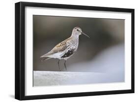 Dunlin (Calidris Alpina) Perching on a Rock, Outer Hebrides, Scotland, UK, June-Fergus Gill-Framed Photographic Print