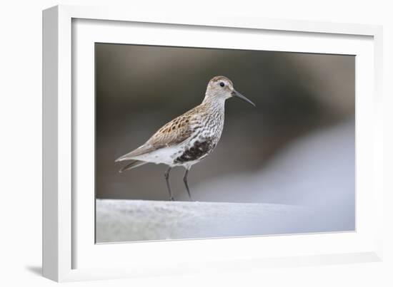 Dunlin (Calidris Alpina) Perching on a Rock, Outer Hebrides, Scotland, UK, June-Fergus Gill-Framed Photographic Print