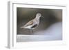 Dunlin (Calidris Alpina) Perching on a Rock, Outer Hebrides, Scotland, UK, June-Fergus Gill-Framed Photographic Print