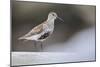 Dunlin (Calidris Alpina) Perching on a Rock, Outer Hebrides, Scotland, UK, June-Fergus Gill-Mounted Photographic Print