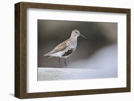 Dunlin (Calidris Alpina) Perching on a Rock, Outer Hebrides, Scotland, UK, June-Fergus Gill-Framed Photographic Print